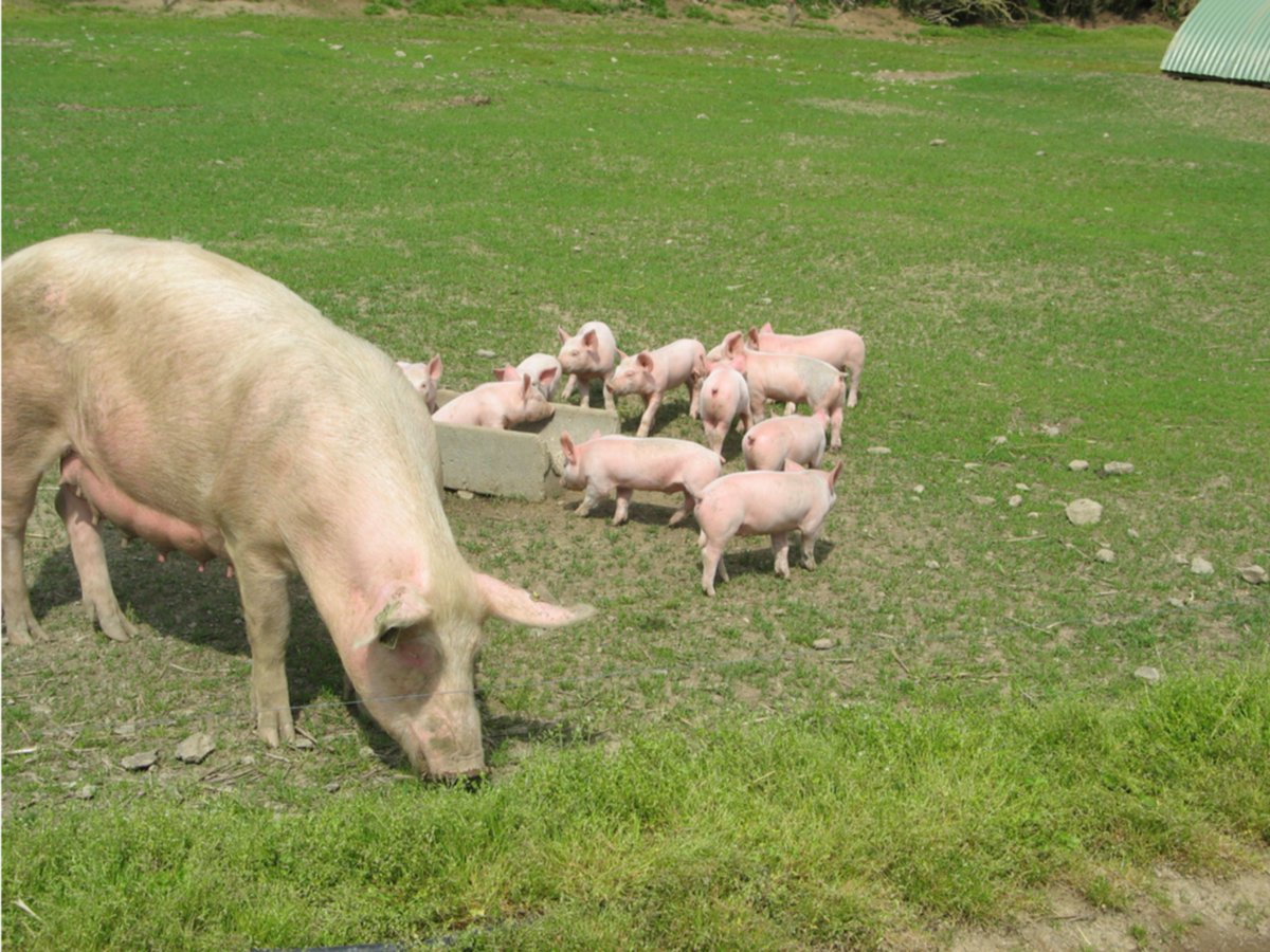 Vous êtes éleveurs, vous souhaitez améliorer l'état de santé de votre troupeau ? Participez à la 𝗳𝗼𝗿𝗺𝗮𝘁𝗶𝗼𝗻 𝗚𝗲́𝗿𝗲𝗿 𝗹𝗲 𝗰𝗮𝗽𝗶𝘁𝗮𝗹 𝘀𝗮𝗻𝘁𝗲́ 𝗱𝗲 𝘃𝗼𝘁𝗿𝗲 𝘁𝗿𝗼𝘂𝗽𝗲𝗮u : 2 jours pour échanger et définir un plan d’actions ! url-r.fr/BMCGP