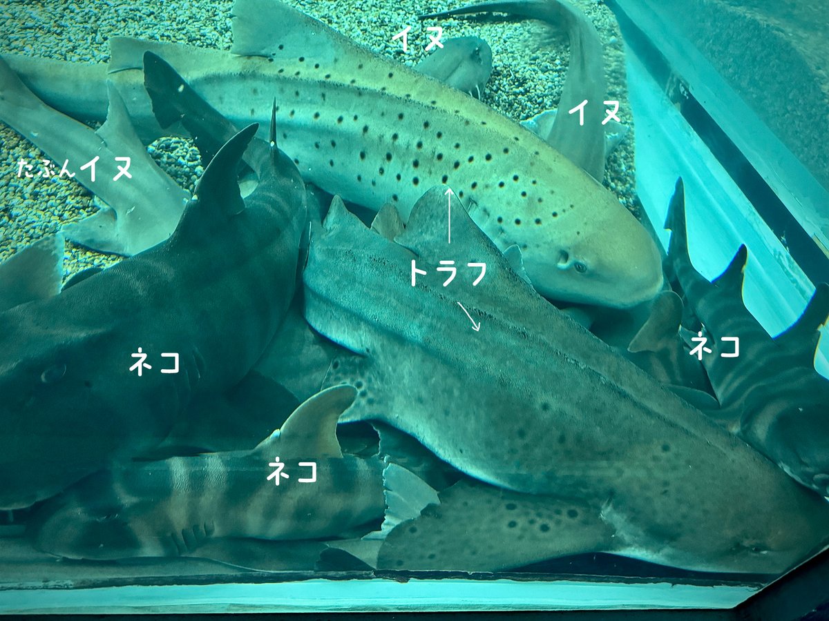 ネコザメとイヌザメのサメだまりにこの日は珍しく トラフザメ2頭も