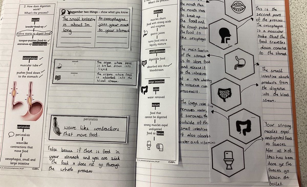LodgeDitton's tweet photo. Year 4 are producing some excellent work in Science exploring the digestive system. A great double page spread 😃 @baronbedford @UnitySchoolsP https://t.co/eIWnvidnPO