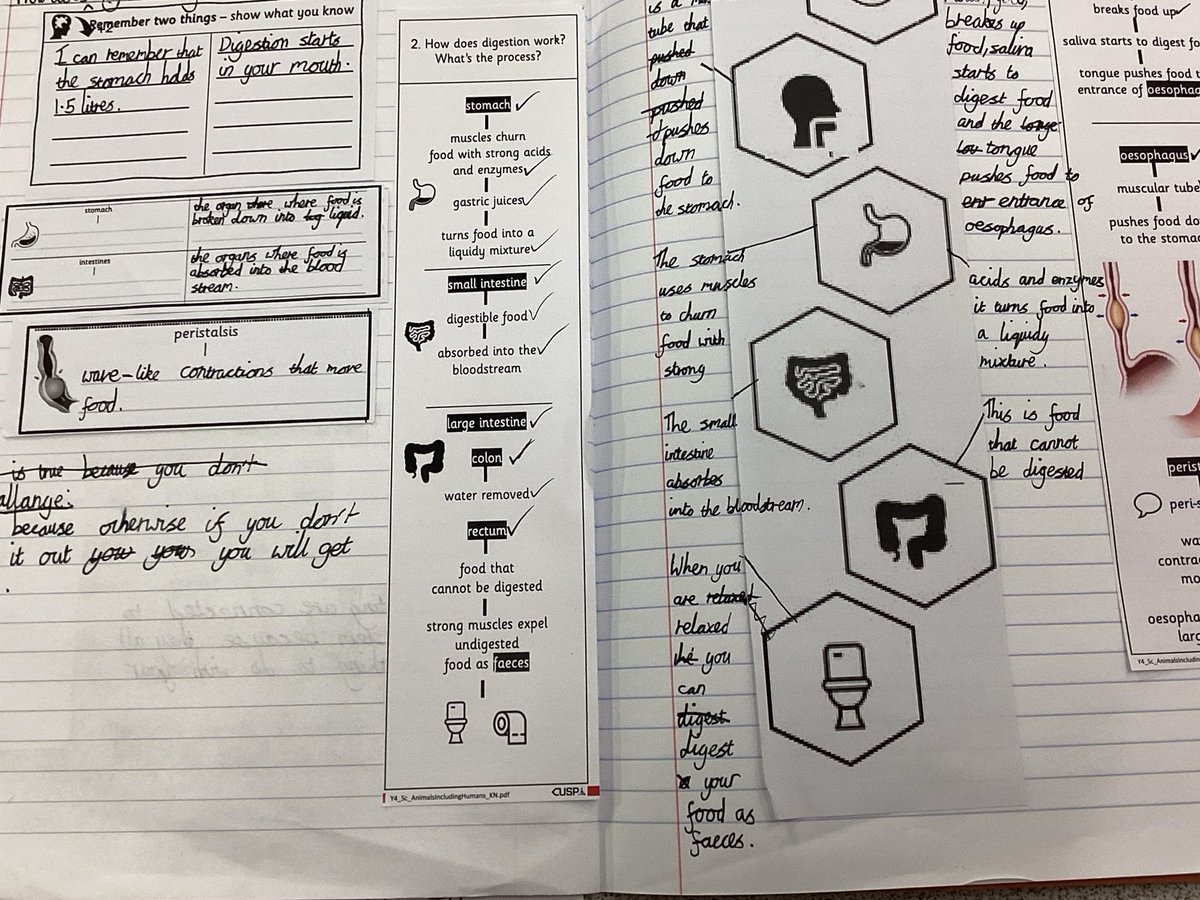 LodgeDitton's tweet photo. Year 4 are producing some excellent work in Science exploring the digestive system. A great double page spread 😃 @baronbedford @UnitySchoolsP https://t.co/eIWnvidnPO