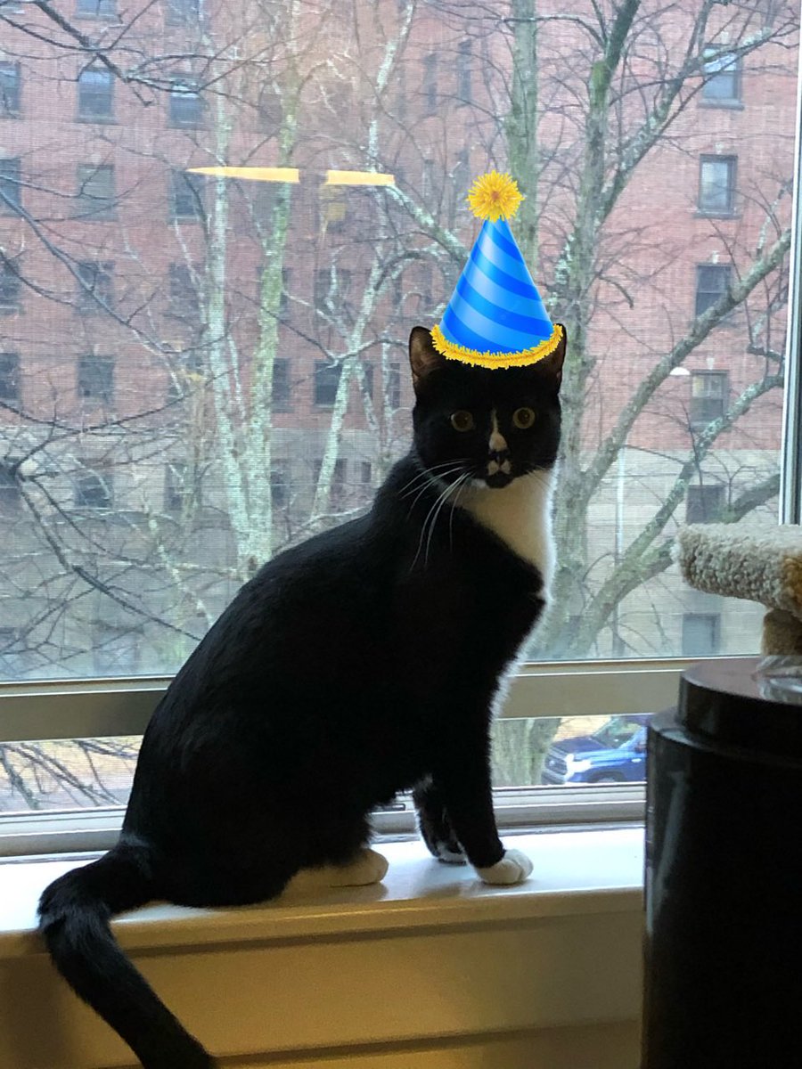 Happy fifth birthday Ripley!