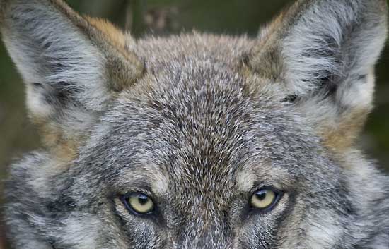 NavarraalNatura's tweet photo. En euskera el mes de febrero se traduce como "otsaila", aunque la traducción literal sería "el mes de los lobos".

Así pues, ¡Feliz mes de los lobos a todos los amantes de la Natura!

Música: Wolf Eyes / Paul Winter Consort:
https://t.co/JJ0YoFGfol

#otsaila #febrero #euskera https://t.co/qlij1eUAIv