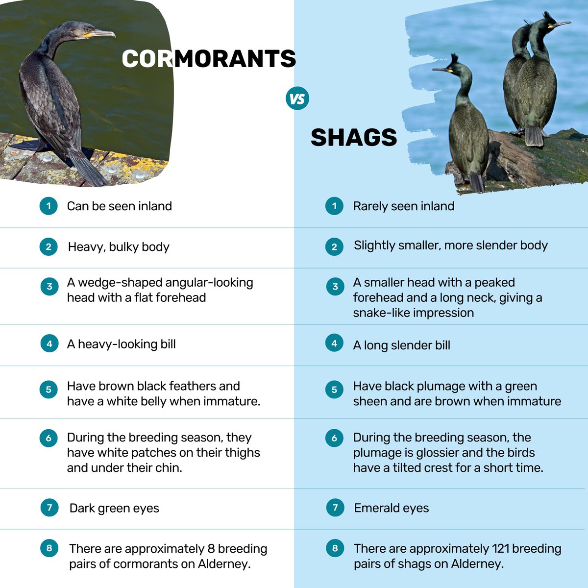 Is that a shag or a cormorant? Even experienced birders sometimes have difficulty distinguishing these two birds. Here are some tips for you to distinguish them. #cormorant #shag