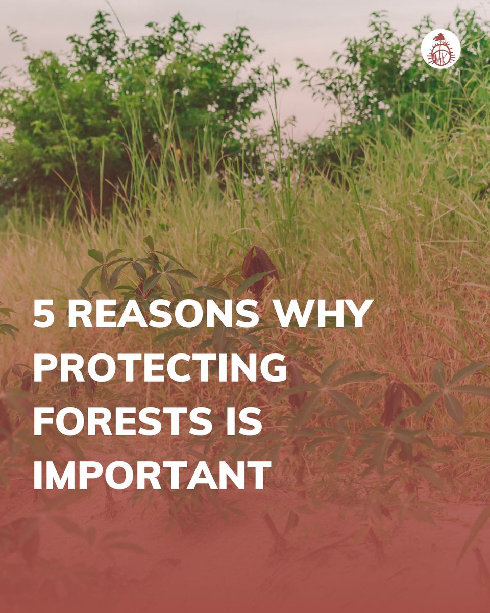 SurgeAfricaOrg's tweet photo. 1. Biodiversity Conservation:
African forests are biodiversity hotspots, hosting a wide array of plant and animal species. Protecting these forests contribute to the overall health of the planet's biosphere. https://t.co/iAROQZBG5J