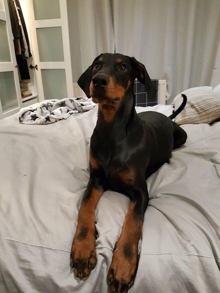 choco_ffe's tweet image. Instead of a thousand words
#YEOSANGisDoberman