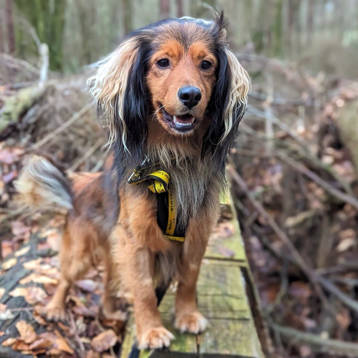Gusty is sending all the pawsitive vibes this morning as weekend adventures like this aren’t far away!
🌲🐕💛

A reminder that we are open to the public today, Saturday and Sunday from 12pm until 4pm! Gusty and his friends are looking forward to seeing you 👋

@dogstrust #ADIFL