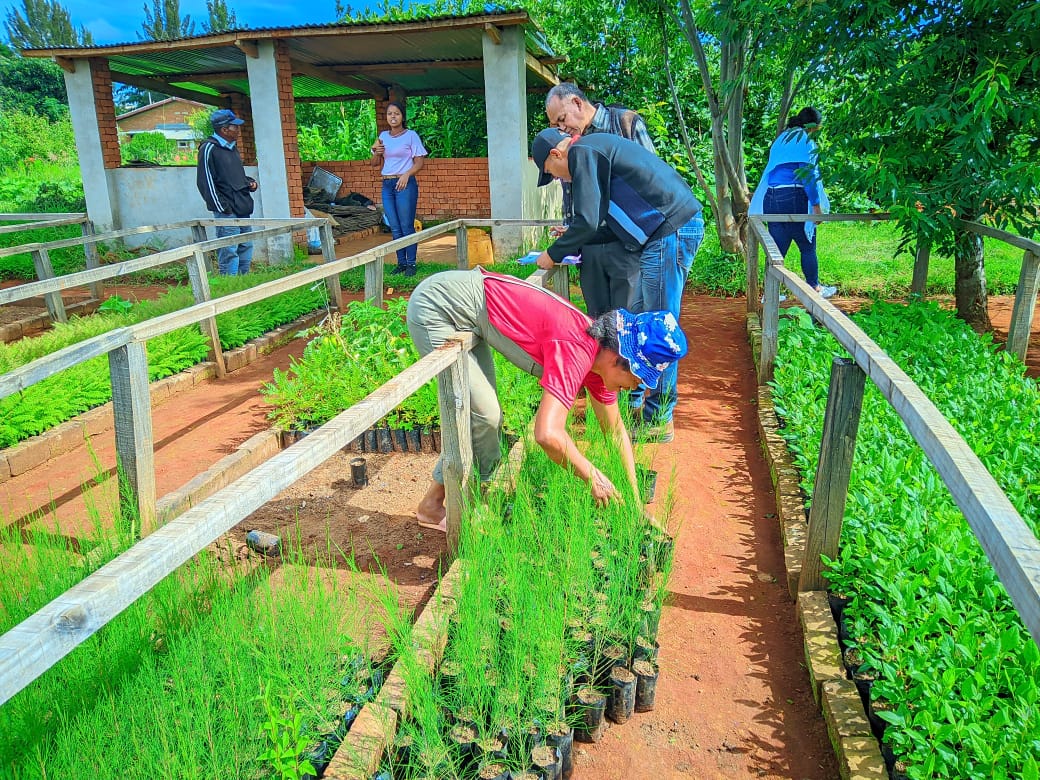 HariiMaria's tweet photo. Qu'attendez-vous, plantons des arbres pour protéger l'environnement🇲🇬🌱
Au total, 28 995 plants ont été produits dans la région du Vakinankaratra en collaboration avec la société Cementis et seront distribués gratuitement au cours de cette année de plantation d'arbres 2024 https://t.co/DECdepdaWJ