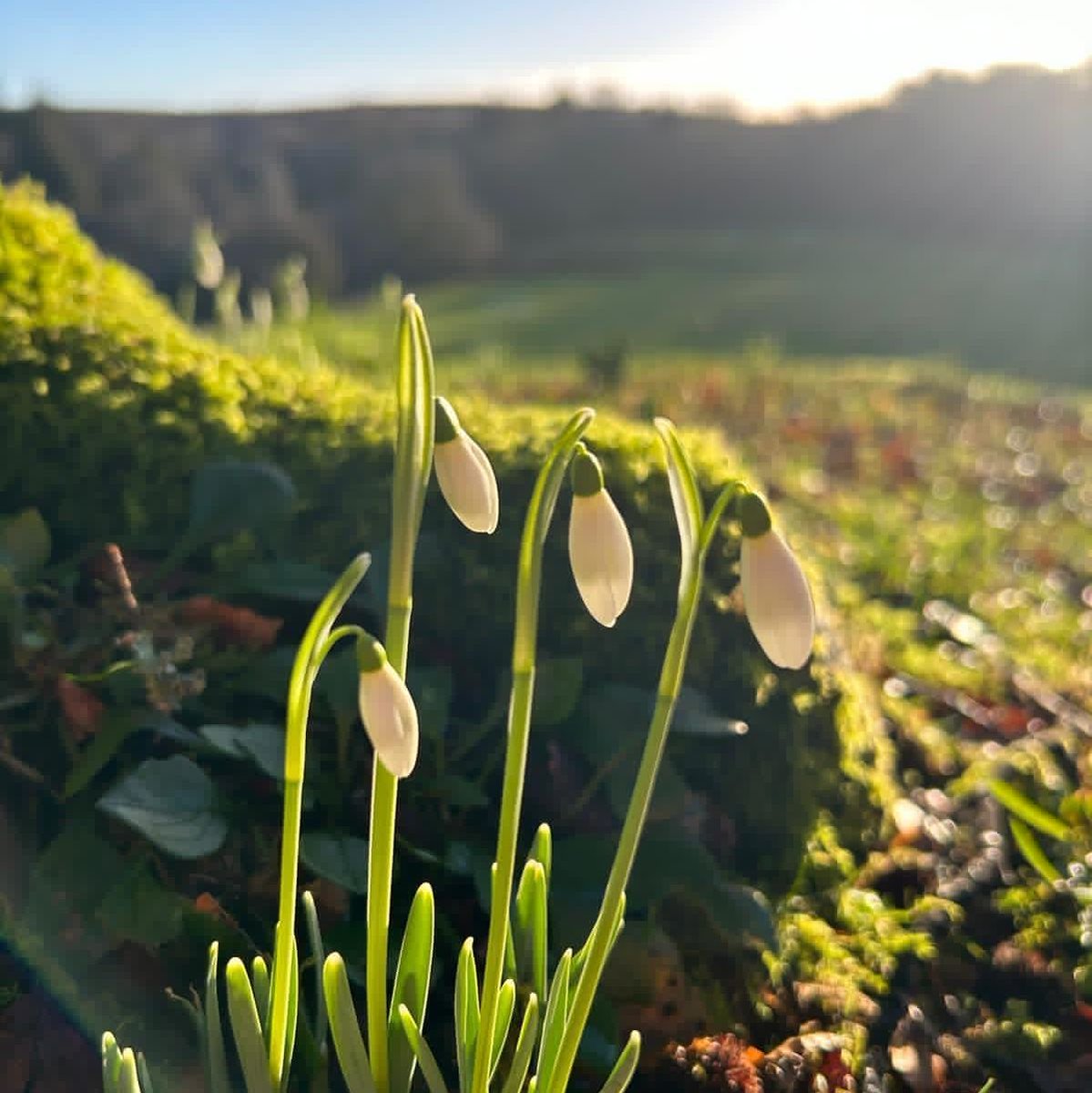 We have snowdrops!! Check out the afternoon sunshine 😎 
#spring
#dartmoor
#snowdrops
#countryside