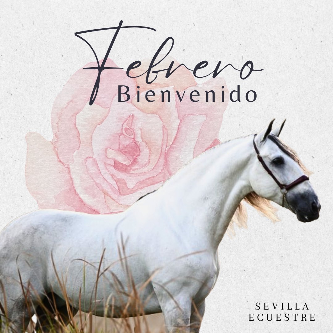 evenhorseshow's tweet photo. 🌸¡Bienvenido febrero!💛

Este mes estará lleno de grandes sorpresas!! No te pierdas ninguna de nuestras publicaciones, porque pueden contener algo especial!😏

Has clic en la 🔔campanita para que te lleguen todas las notificaciones

#EvenHorse #SevillaEcuestre #Tradiciones https://t.co/xWRUnOKvie