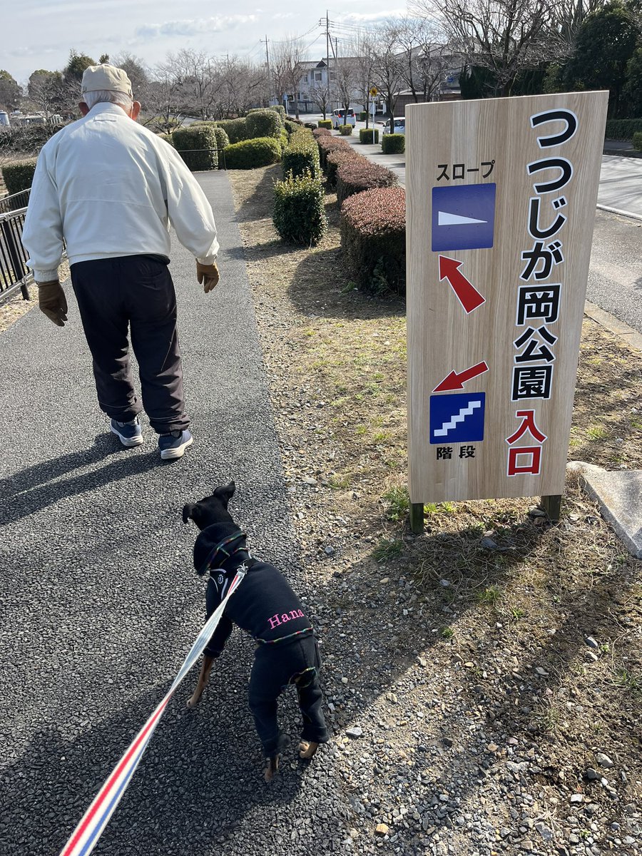 LovelyAtsushi's tweet photo. 今朝は4℃もあったのに散歩から帰ると炬燵から出て来ず写真を撮らせてもらえなかったので、日曜日の赤白黄の3色梅♪爺さんの歩くスピードがますます遅くなったので写撃には丁度良くなってきました😅
#ミニピン 
#デカピン 
#一眼レフ 
#canonphotography 
#7Dmark2 
#canon 
#単焦点 
#デジイチ 
#jpg https://t.co/zvNoEOvM0I