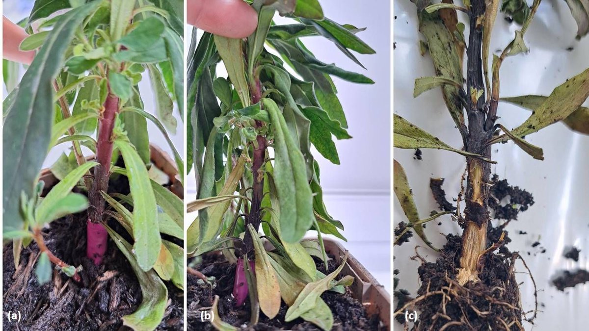 BS_PP's tweet photo. 🌿 Exciting Discovery Alert! 🌱 First report of Phytophthora occultans infecting Euphorbia amygdaloides in the UK! Read the study: https://t.co/tovNmx5YsE 📚 Thanks to @Bazza_2022_, @LizBeal79, @FDrizou, @The_RHS for their contributions. #NewDiseaseReport https://t.co/aY3bL3FgVa