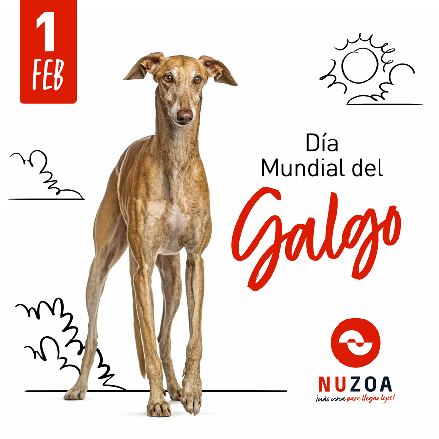 📆 El día 1 de Febrero se conmemora "𝗘𝗹 𝗱𝗶́𝗮 𝗠𝘂𝗻𝗱𝗶𝗮𝗹 𝗱𝗲𝗹 𝗚𝗮𝗹𝗴𝗼" ¡Ese gran compañero de belleza inigualable! ❤️

#Somosnuzoa #Galgo #Veterinaria #Greyhound