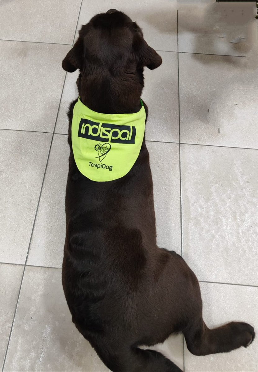 FIsonorte's tweet photo. En los talleres del centro "La Tisera" hemos confeccionado unas bandas identificativas para un precioso perrito😍😍😍

La terapia asistida con animales sirve para mejorar las funciones físicas, cognitivas, emocionales y relacionales de las personas usuarias 😊❤

@Indispal https://t.co/A0KMxUhLwA