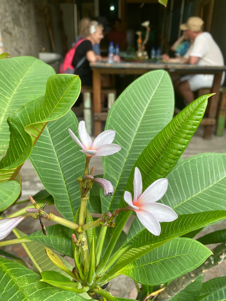 Bisa cute banget warna bunganya. Kelabu ke putih2an. Mana aromanya enak banget meskipun bunganya yg udah layu.