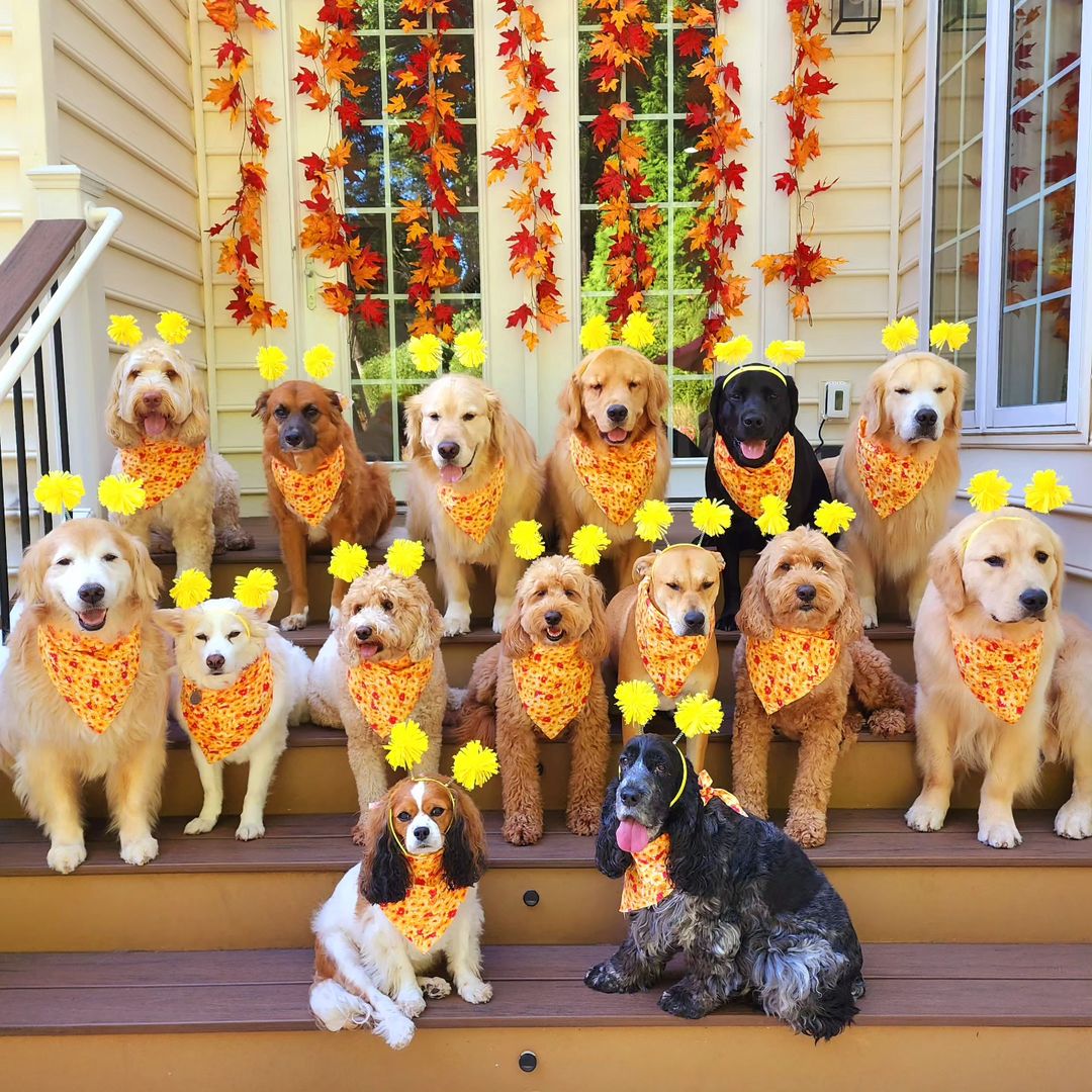 Golden retrievers bring sunshine wherever they go.
 #dogs #happydogsclub #dogpicoftheday #dogpic #dogdaily