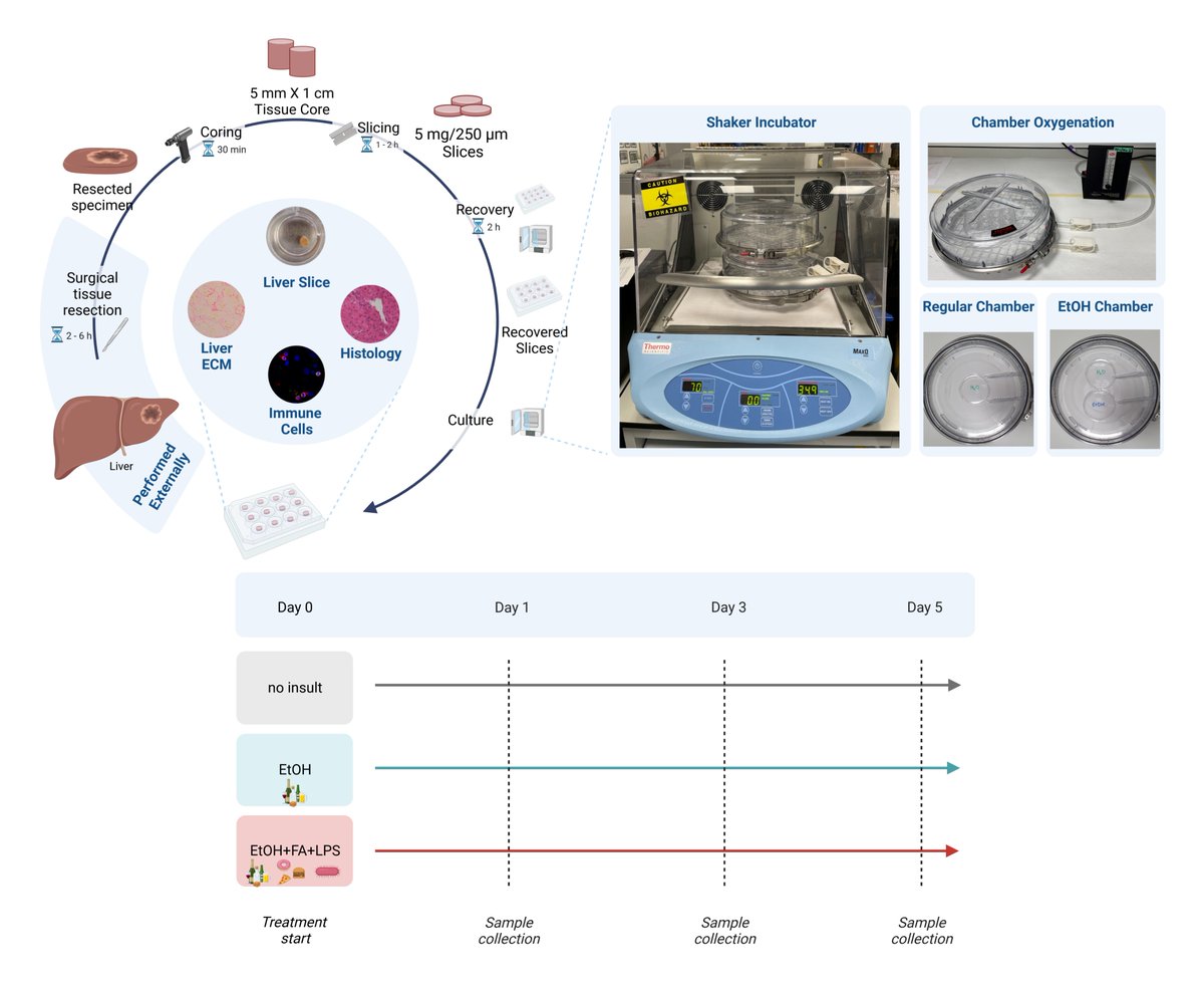 UnaRastovic's tweet photo. In our latest study, we used human precision-cut #LiverSlices (#PCLS) to model #Alcohol-related Liver Disease (#ALD)
https://t.co/lviHoW1fNq

Why it matters? 🌎 Real-world patient diversity for the development of novel therapeutic approaches! #livertwitter 

Key findings⬇️ https://t.co/ECWt0TLuWq