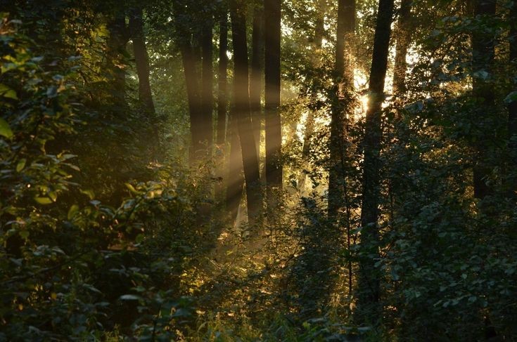 mycelticmoon's tweet photo. Golden woods. https://t.co/Fo9hlESMjr