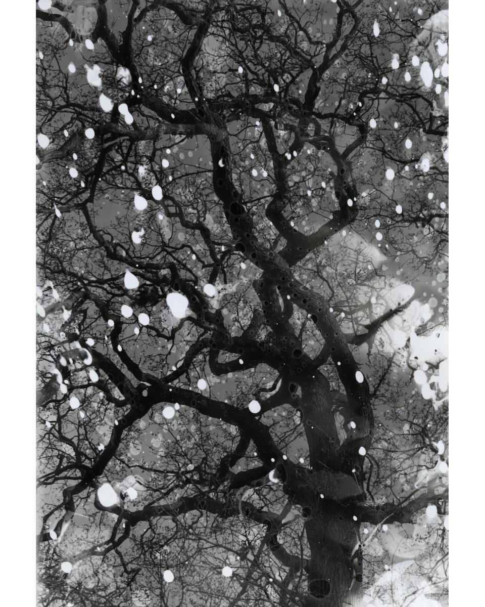 Very annoyed  - just discovered my twitter account has been hacked.. apologies if you've received any strange messages or requests etc, as a result 🫥  Sharing a recent #chemigram image to prove this is the real me and not the twitter imposter 🤠#ishootfilm #hatebeinghacked