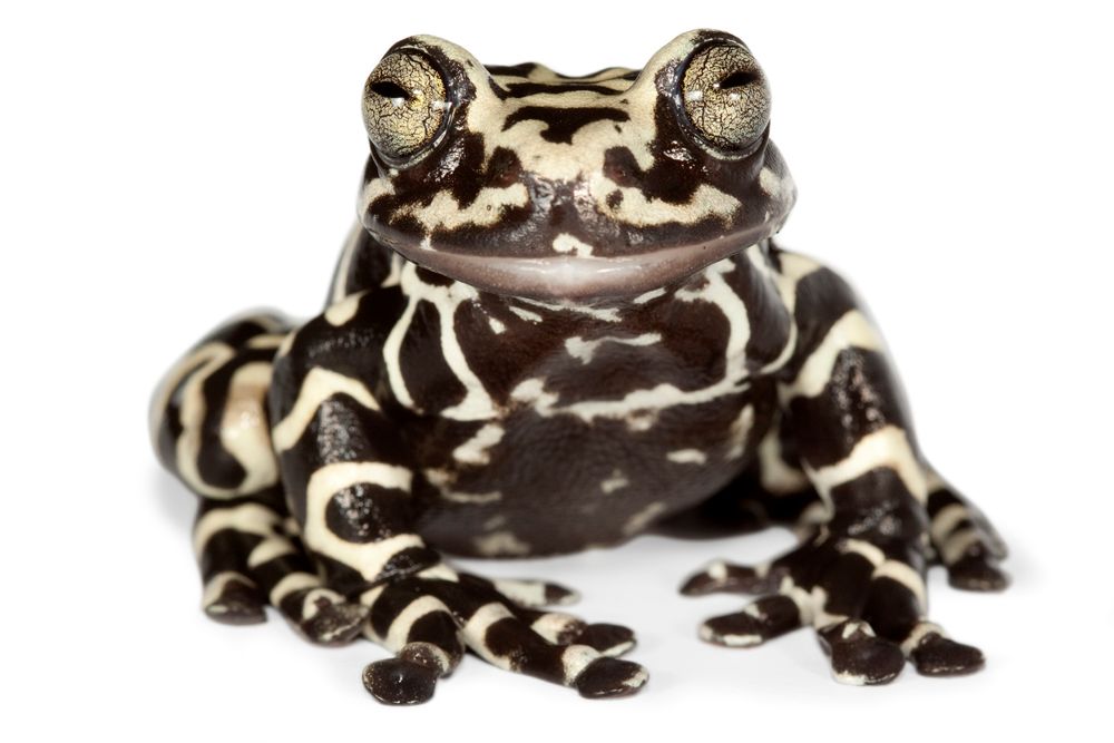 bioweb9's tweet photo. La especie del día. Hyloscirtus tigrinus se encuentra en el páramo y subpáramo de Colombia y Ecuador. La especie debe ser considerada en Peligro Crítico ya que su habitat enfrenta una intensa destrucción por actividades humanas. Foto: Santiago Ron - BIOWEB #biodiversidad https://t.co/cL1DPuHUj1