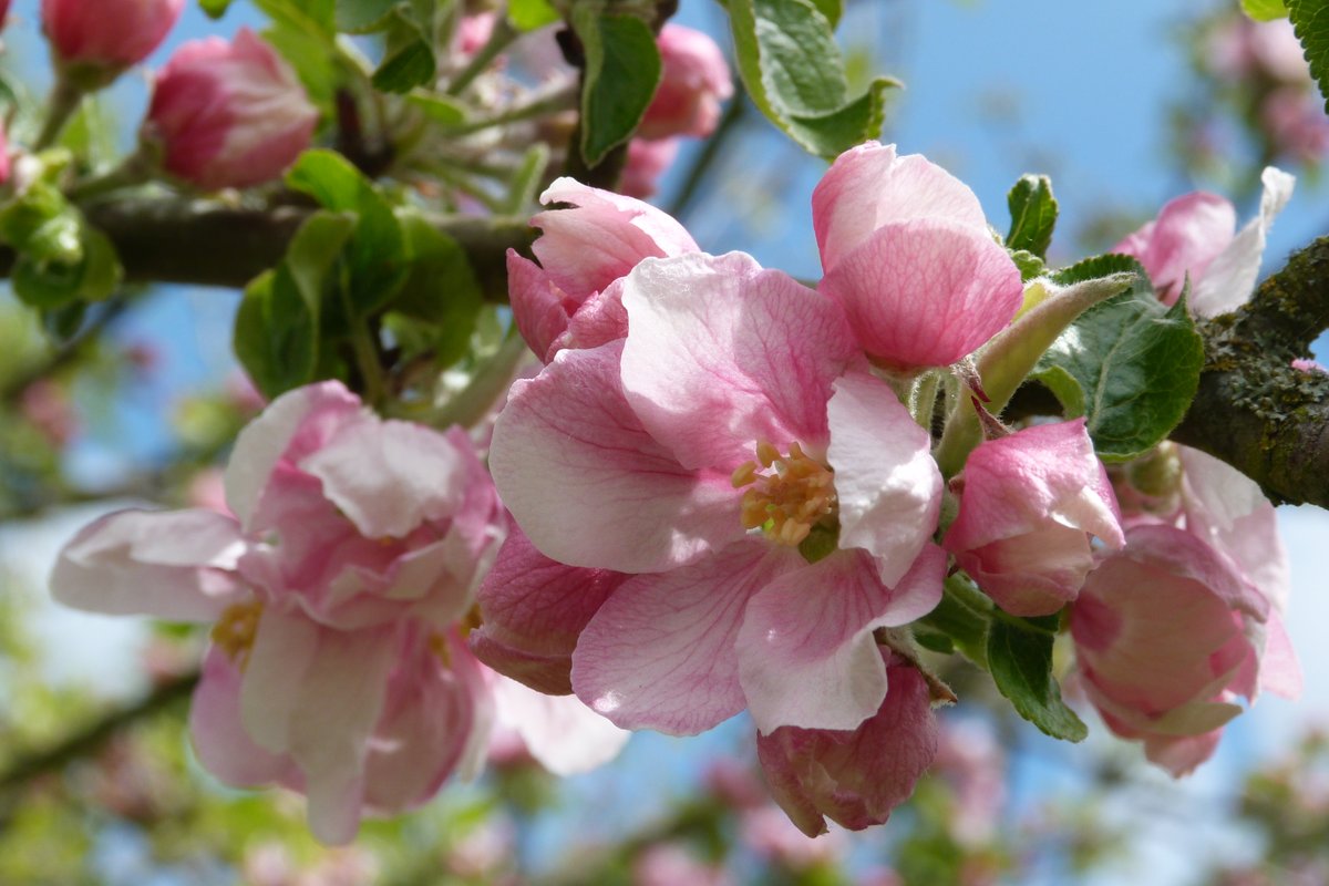 Thinking of hosting #OrchardBlossomDay this spring? Join our free webinar!🌸

If you own or manage a community orchard, production orchard, or fruit collection and are thinking about holding an event, this webinar will help get your event off the ground
👉 eventbrite.co.uk/e/orchard-blos…