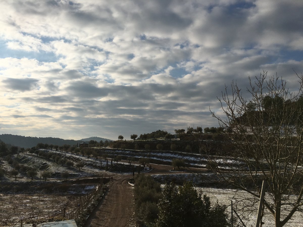 L'esperit de superació i la força per millorar dia rere dia i buscar nous coneixements ens defineix. Aquesta filosofia ens permet una millora constant de les nostres capacitats, reflectida en cada gota d'Oli d’Oliva Verge Extra que produïm.🌿