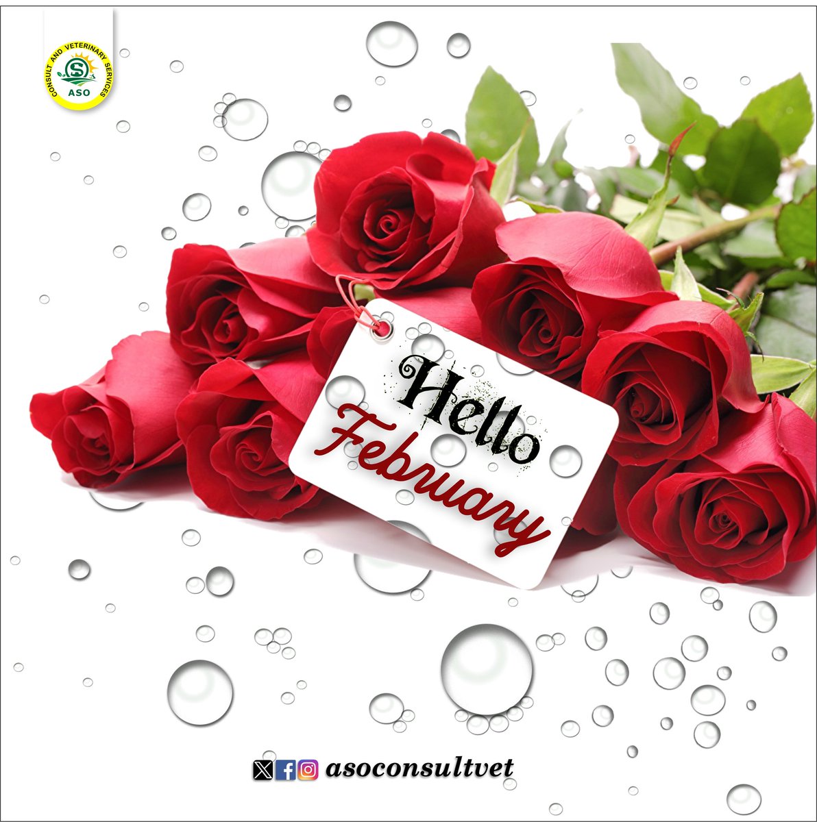 Happy new month to all our amazing customers and prospects!... Cheers to an awesome February🥂.

#agriculture #NewMonth #happynewmonth #february #asoconsultvet #livestockfarming #agricbizinnigeria #agricbusiness #farminginnigeria #livestock