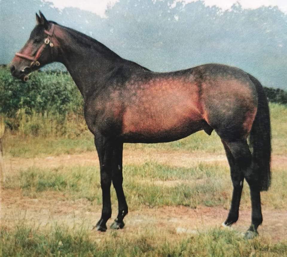 HORSERACING1002's tweet image. Who was better of all?
*TACITUS 🇬🇧1959
(TALGO II - ACTIVATE BY PAPPAGENO II)#Tacitus
*TACITUS 🇺🇸 1974 
(SON ANGE - TACIT BY CREWMAN) #Tacitus 
*TACITUS 🇺🇸 2016
(TAPIT - CLOSE HATCHES BY FIRST DEFENCE)#Tacitus