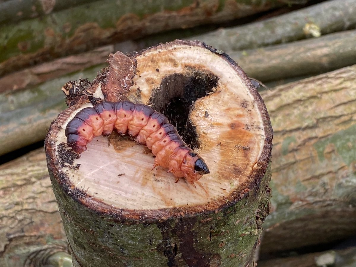 NVW5HL's tweet photo. De wilgenhoutrups is de rups van een grote nachtvlinder. Het vrouwtje legt met een legboor haar eitjes in een spleet van de schors. De boom gaat bloeden en tijdens de ontwikkeling van de rups zie je zaagsel vallen uit de openingen van de geknaagde gangen. https://t.co/IQfQSpruVQ