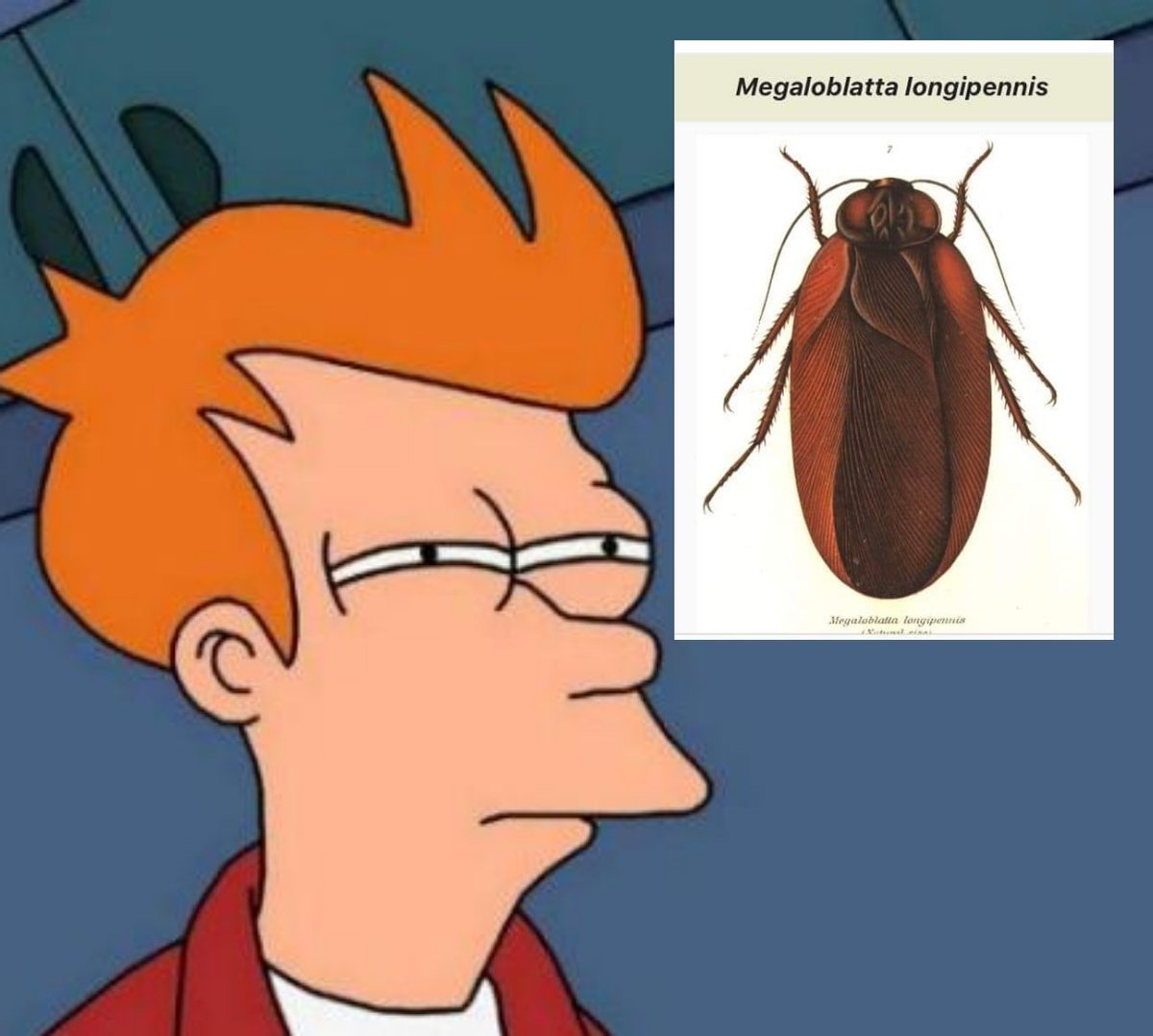 _ellaven's tweet photo. Scientists thinking about what to Name the world's largest cockroach: https://t.co/B3BvvrXU7z