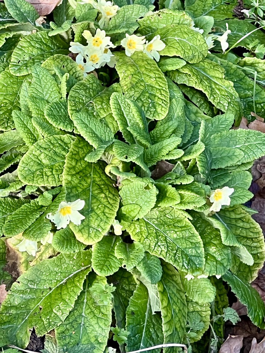 Lesley A Dobrée tweet media