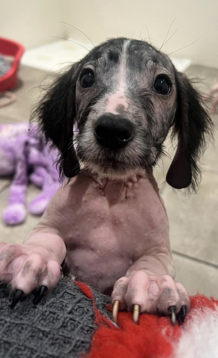AdoptionsUk's tweet photo. Please sign and retweet my petition asking for custodial sentences for animal cruelty,  action against scam breeders and pet selling sites and to stop dogs being killed in British pounds. Takes seconds. I need 10,000 signatures to get a response from the government, 
I have  9787 today PLEASE SIGN HERE 👇 https://t.co/ik9RUKE0IE…………@RishiSunak @Conservatives @ConservativeAWF 
I am asking the government to work with expert, non government agencies to tackle all the issues affecting pets in the UK that have led to the rise in abandonment and cruelty. 
Below, one of seven puppies abandoned in the UK last month by a breeder because they had health issues. 
They are safe now with New Hope Rescue, Kent.