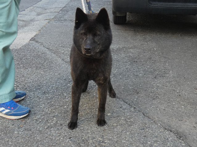 roku_maigo's tweet photo. 【甲斐犬の保護情報】
↓この子はロクではありません。
御殿場市で保護された甲斐犬がいるようです。下記HPご参照ください。
保護した方の情報によると、未去勢のオスだそうです。
https://t.co/GEatH5tk40 https://t.co/BNBO4LLnCm