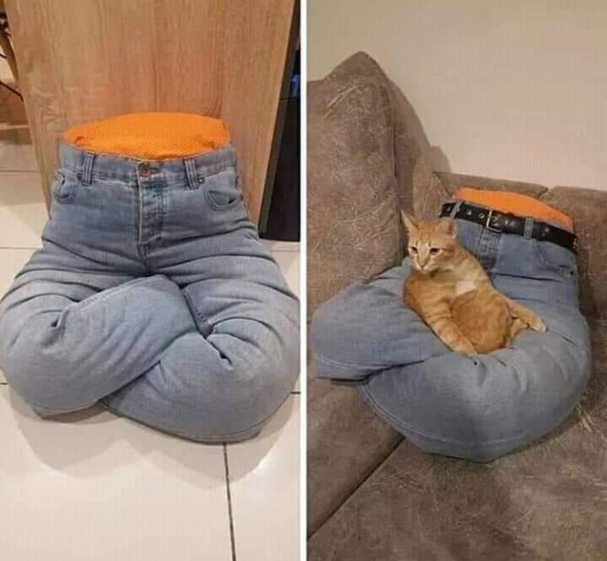 PostsOfCats's tweet photo. https://t.co/CseFtewYjs