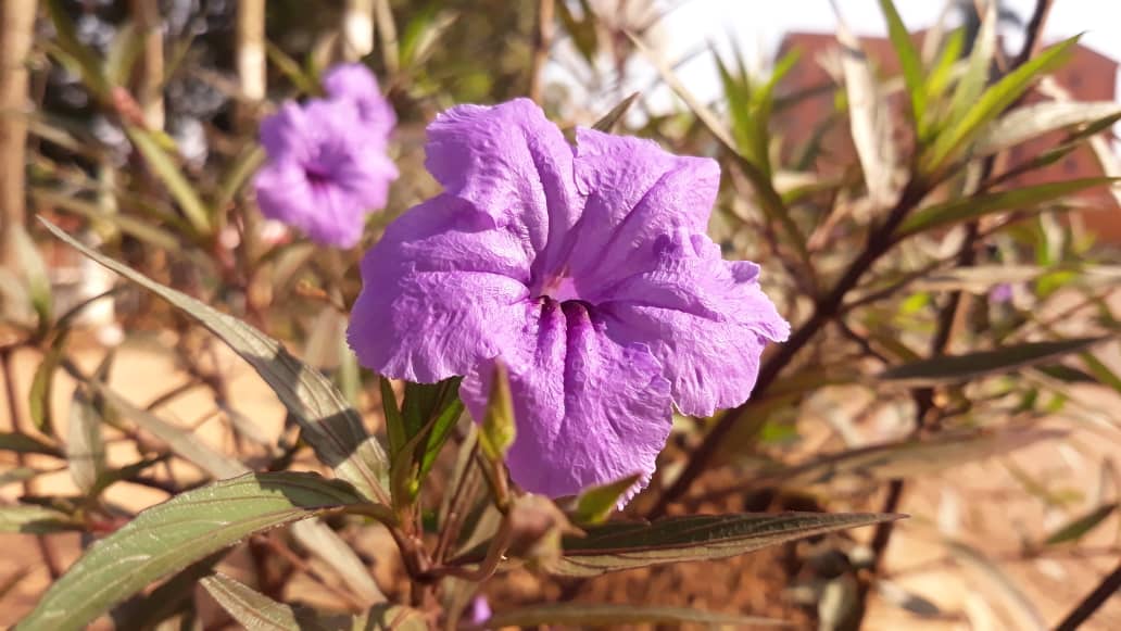 happy blooming new month..........