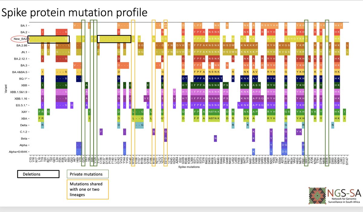 Many mutations concentrated in important regions of the spike protein •Two  large deletions in the antigenic supersite of the N-terminal domain  (15-26del and 136-146del) •Multiple mutations at important antigenic sites  in receptor-binding, image size:1200x701