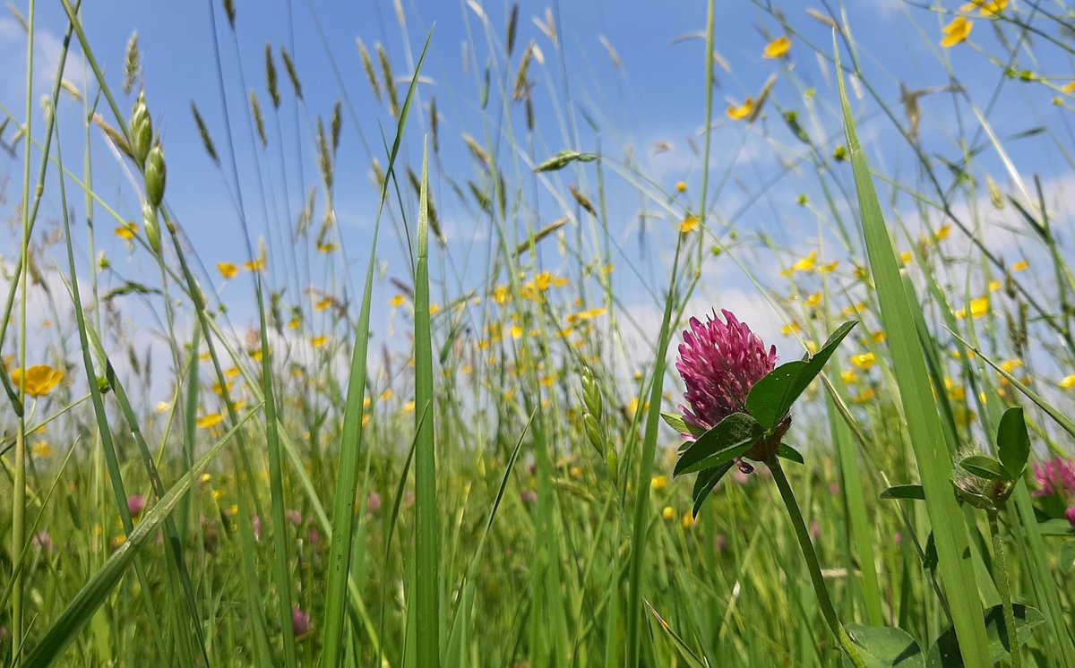Hoe kunnen we ervoor zorgen dat plant- en diersoorten weer opveren en herstellen?

Door herstel van leefgebieden. Levende ecosystemen zijn de basis van alles. 

Het vergt van ons dat we de roekeloze vervuiling en uitputting van ecosystemen stoppen. En ombuigen in herstel.