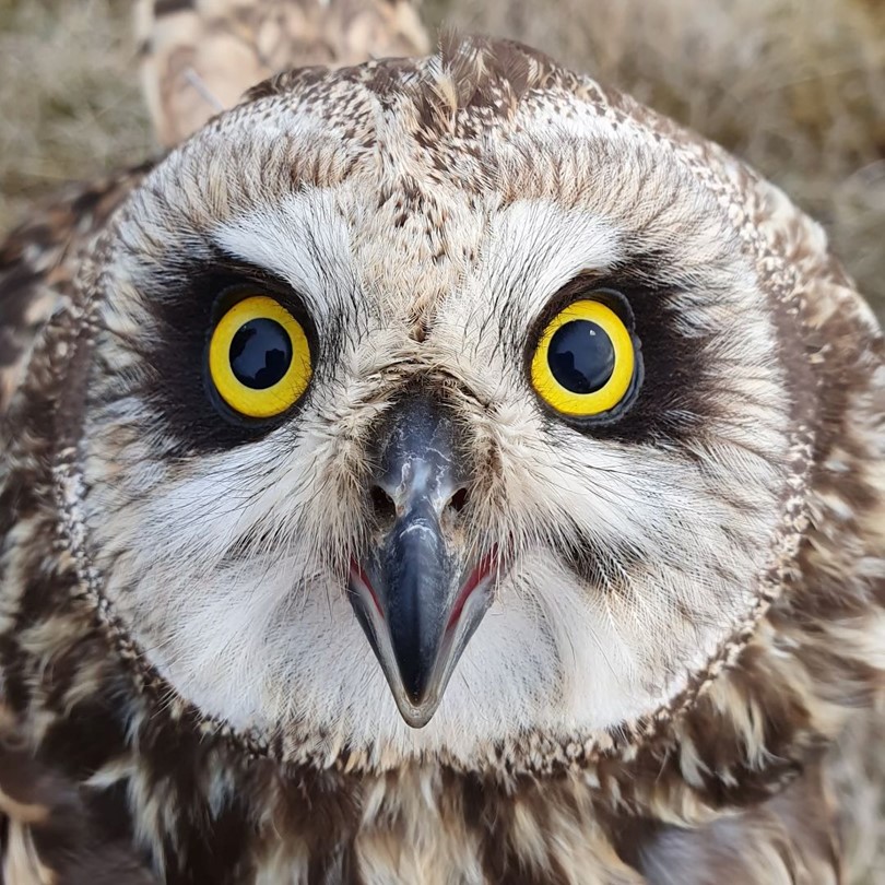 "Travel far, breed hard, die young!"

The mysterious movements of the Short-eared Owl....

english.hi.is/news/life_thre…