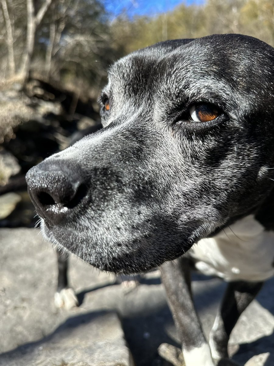 My sweet Roxy. Pit bull boxer hanging by the creek, #cutedog #ozarks