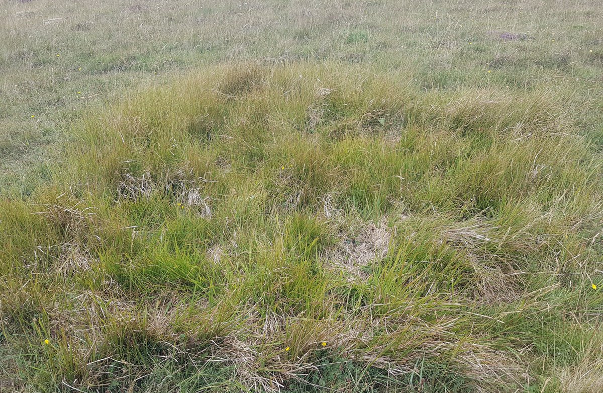 Calcareous grasslands are increasingly threatened by the dominance of tor grass – 📢our new paper examines methods for its control including the use of 1) herbicides &amp; seeding and 2) cutting &amp; grazing doi.org/10.1016/j.jnc.…