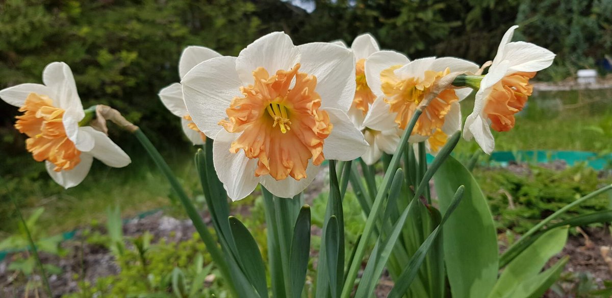 Daffodils blooming in the spring garden #flowers #flowerstagram #flowerlovers #flower #gardenideas #gardenstyle #gardens #garden #gardener #beauty #plants #beautiful #beautifulflowers #🌹 #🌷 #🌸