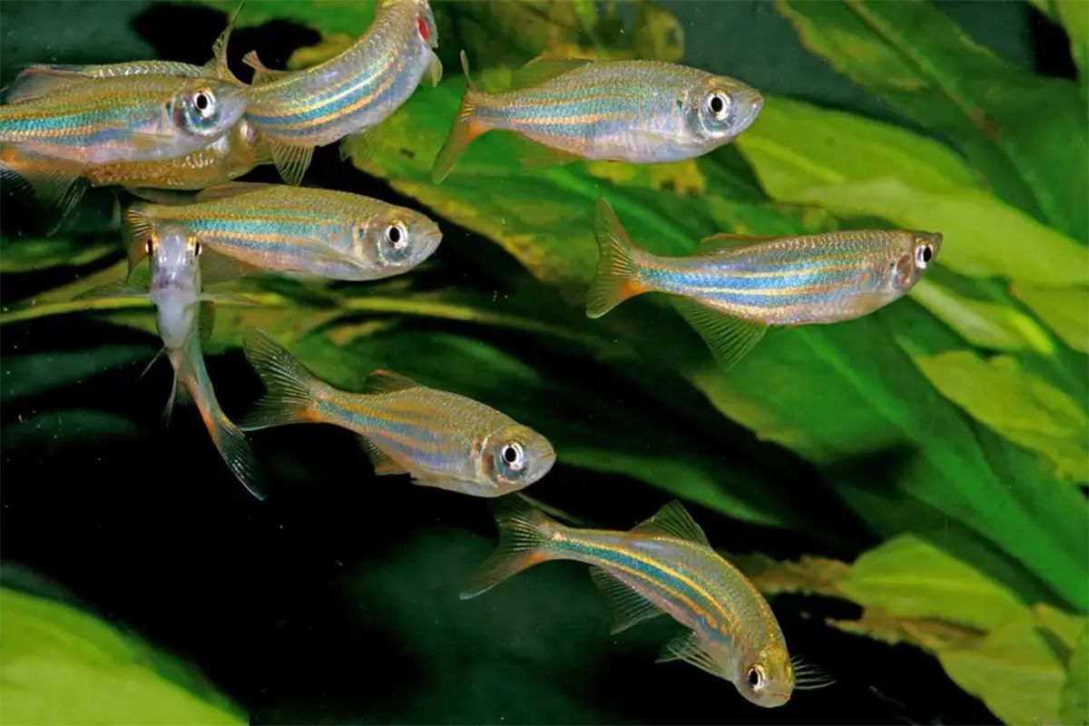 🐟 Salmon and other migratory fish play crucial role in delivering nutrients: buff.ly/3OpvIps

🏃 Swimming together lets fish move faster while expending less energy: buff.ly/3HFPuZZ

Find out more about freshwater 👇 buff.ly/2SFShqf