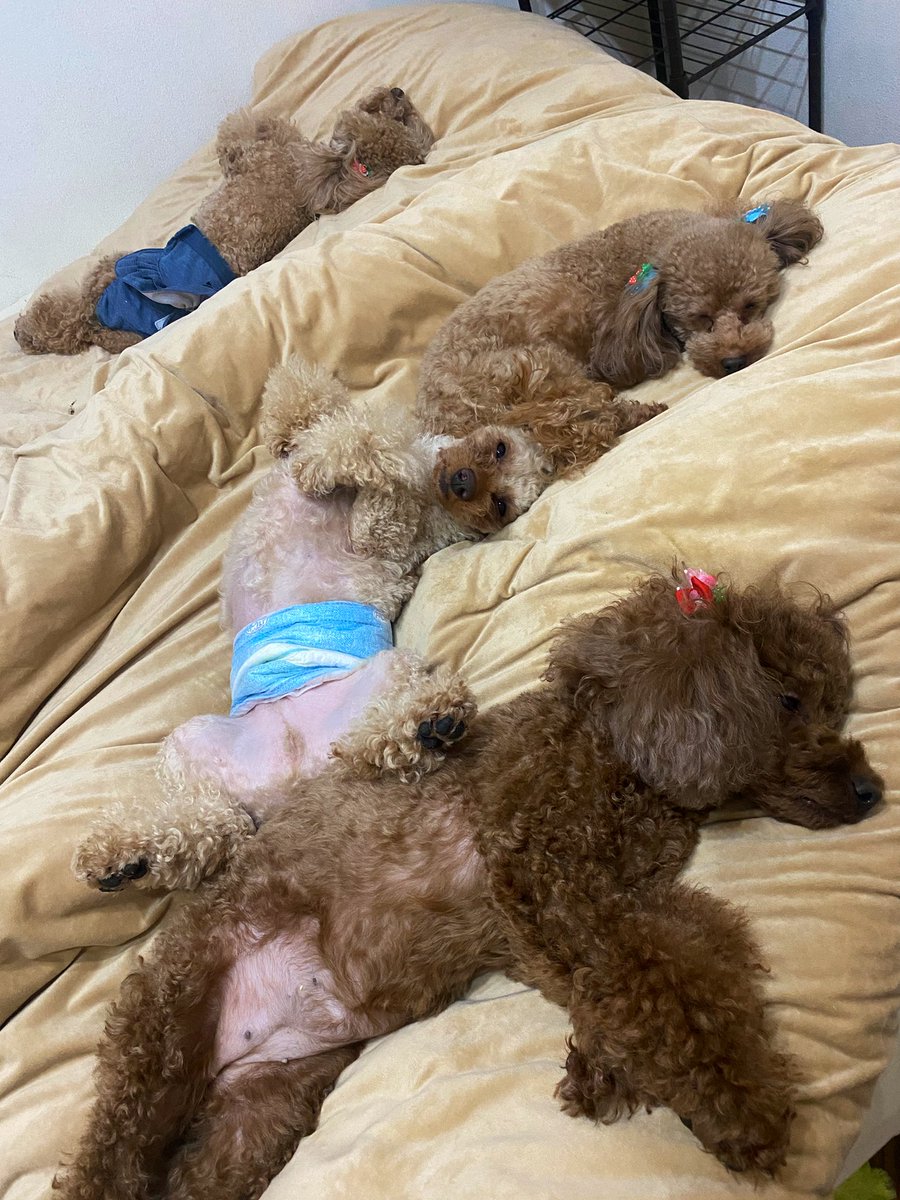 sobobouya's tweet photo. すごい寝相🥸 https://t.co/026AEZXs0g