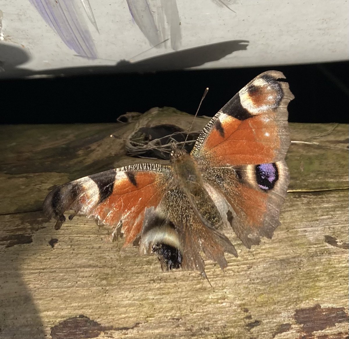 Het is 1 februari, gehavend maar de eerste dit jaar ….