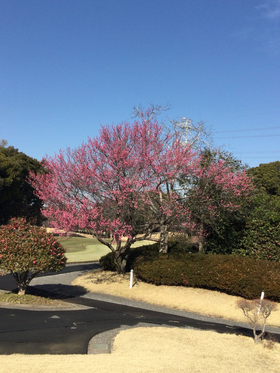 csy045's tweet photo. 先生と市原市にゴルフ行きました2
天気も良くてサイコ～です。
#ゴルフ #歯科技工 #歯科 https://t.co/Y6gV8voeI9
