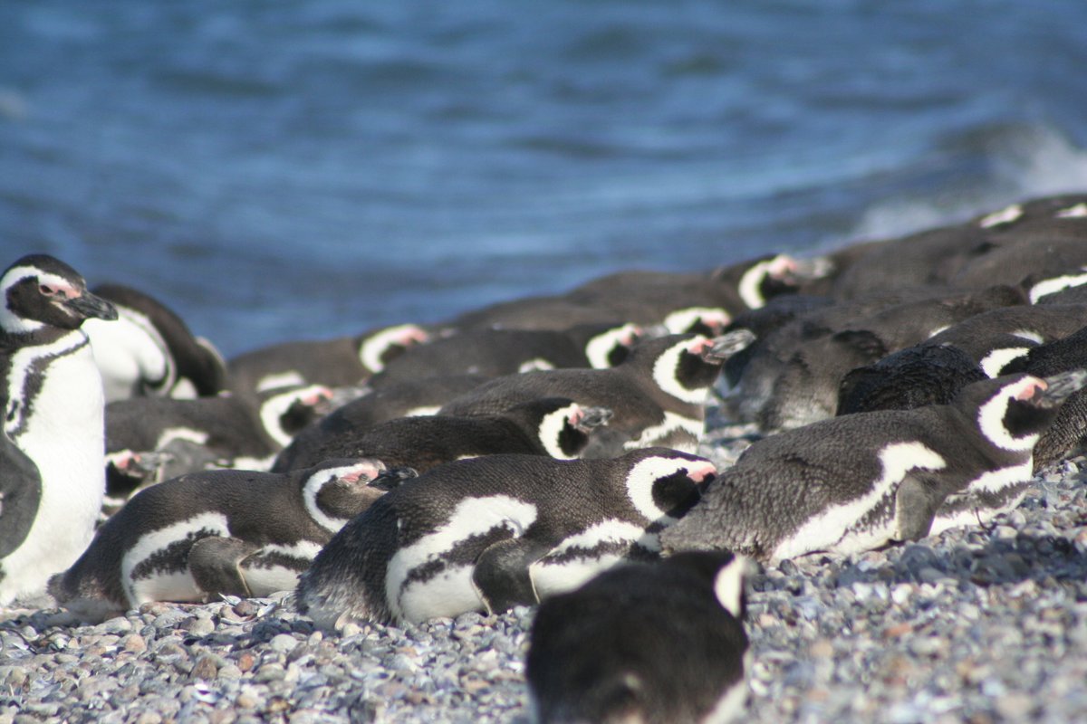 Visit the latest guest blog by @MelusBarrios to find out where Magellanic Penguins 🐧spend the non-breeding season: seabirdtracking.org/where-do-magel… Blog summarises not one, but two papers (!) shorturl.at/bEIJW and shorturl.at/isuAB photo © @MelusBarrios