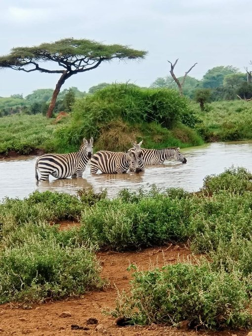 NchiYetu254's tweet photo. Quenching the Savannah thirst.

| Citicen Tv | Nation media Group | https://t.co/ShFDuH6myg