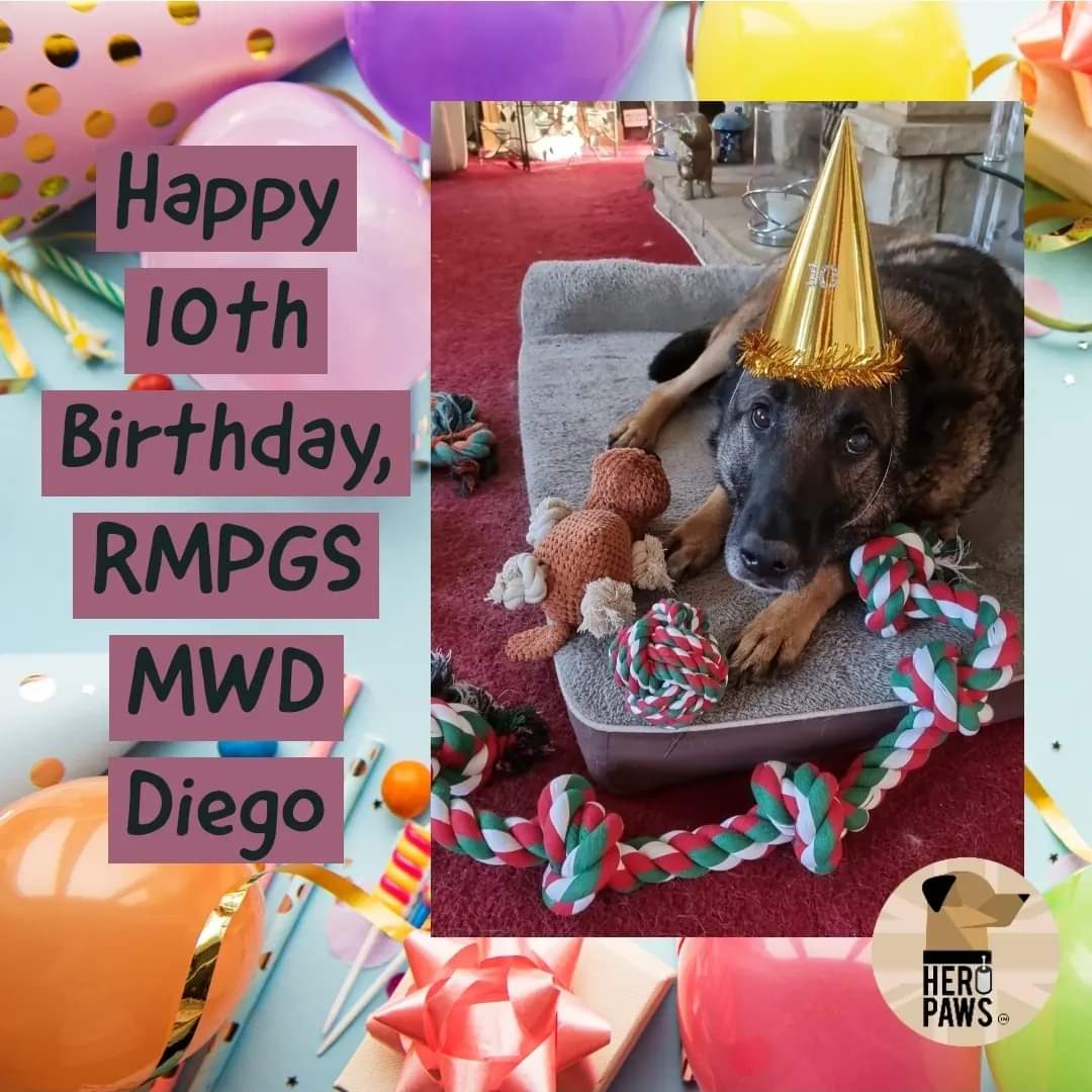 Happy 10th Birthday to retired Military Provost Guard Service (MPGS) dog Diego 🥳
He had a bit of a bumpy start finding his way into civi Street, but here he is celebrating his 10th Birthday, with his human, in his cosy civilian home 🏡 
#Veteran #dogsofx #happybirthday #home