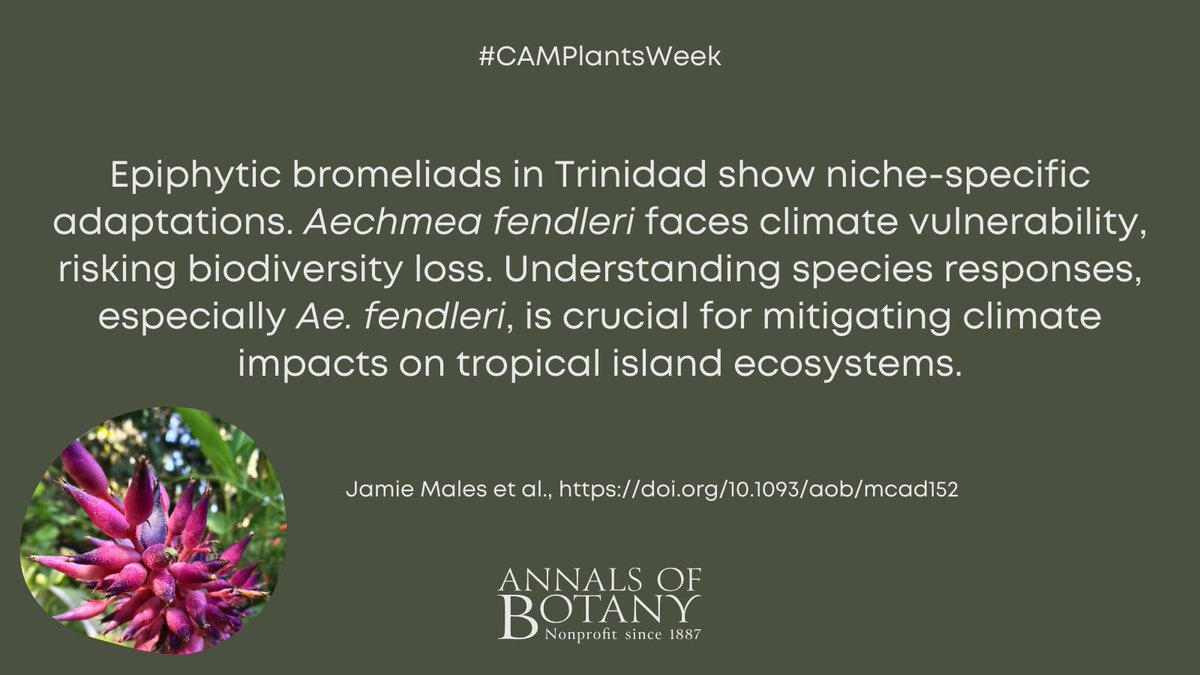 annbot's tweet photo. 🌵 #CAMPlantsWeek
Epiphytic CAM bromeliads indicate vulnerability of tropical forest communities to climate change by Jamie Males and co-authors in @annbot
#openaccess article
👉 https://t.co/dgkm5WI69P
#PlantScience #Botany https://t.co/exqklJTStg