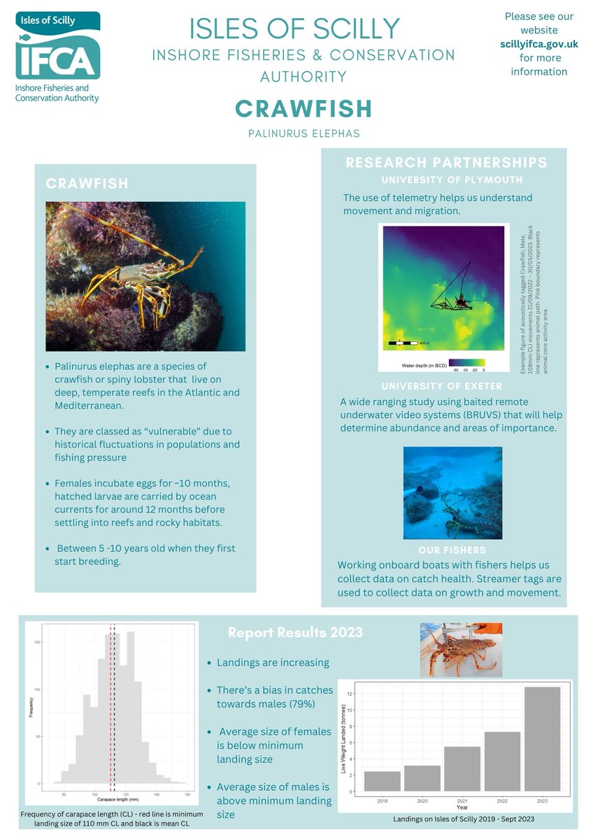 All of our 2023 fisheries research reports and quick reference infographics are now up on our website. In short - crawfish and lobster looking good, crab catches declining. Thanks to our fishermen for their support @SarahEMorcom for leading the work. scillyifca.gov.uk/fisheries-rese…