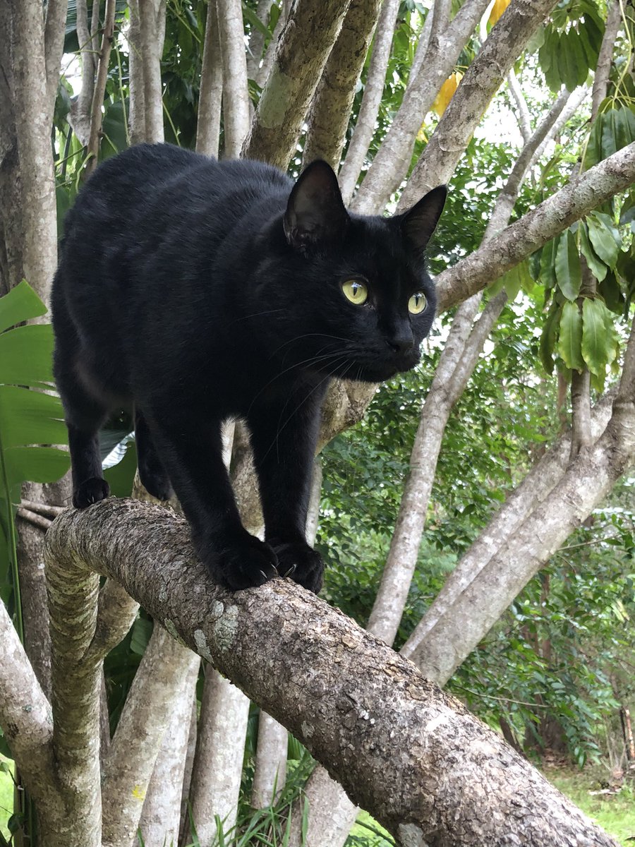 Kitty_Dingolove's tweet photo. はいっ #黒猫は黒豹 のクロです❣️
木登り、大好きですにゃん❣️🐈⬛🌳💞
#blackcatlovers #gardencat #kuroneko
#treeclimbingcat #miniblackpanther
#庭のねこ #ねこのきもち #黒猫は映える
#黒猫同盟 #黒猫まみれ #黒猫大好き https://t.co/1bRRvvRQIQ